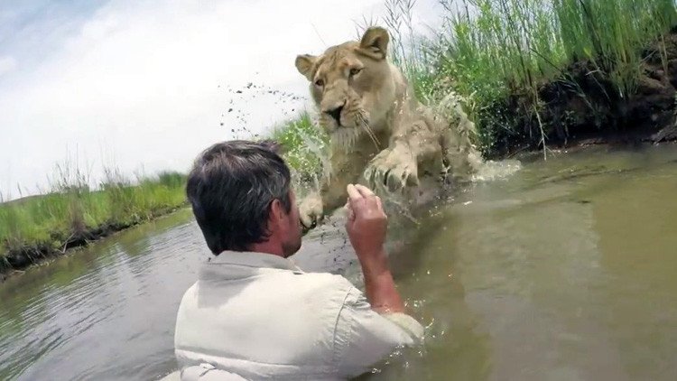 'El encantador de leones': Una leona adulta salta a abrazar al hombre que le salvó la vida (VIDEO)