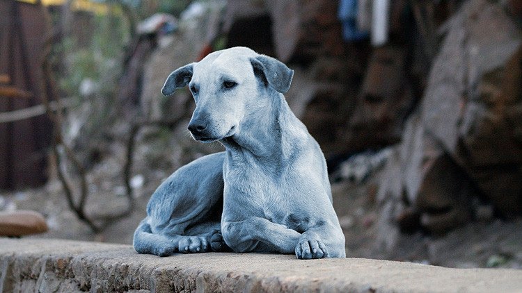 FOTOS, VIDEO: Revelan por qué los perros se volvieron azules en la India
