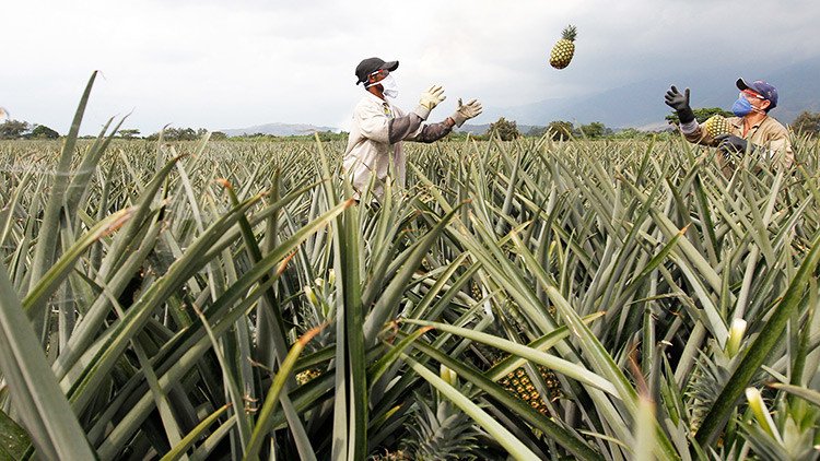 Informe: El 80 % de las tierras de Colombia están en manos del 1 % de los propietarios