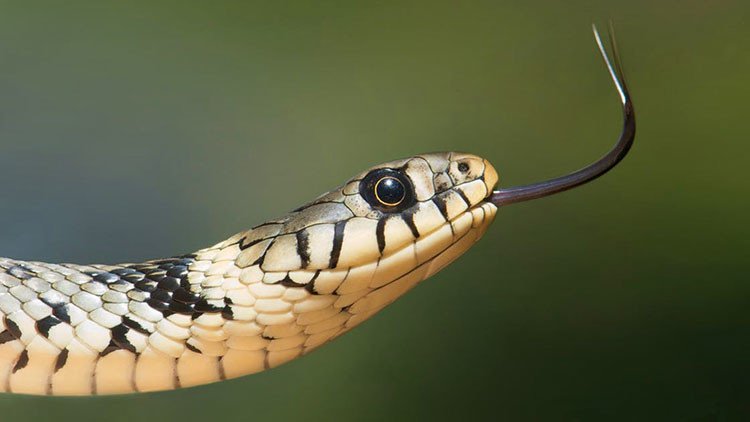 El nuevo desafío viral que enreda a los internautas: ¿Puede ver una serpiente en esta imagen? (FOTO)