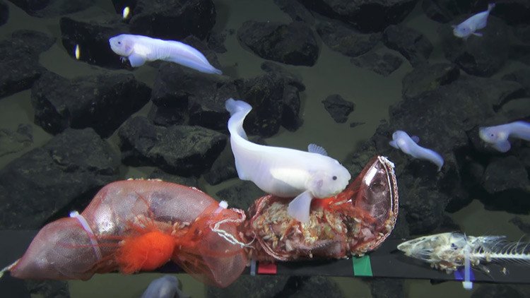 VIDEO: Filman a un pez a una profundidad récord en la fosa de las Marianas
