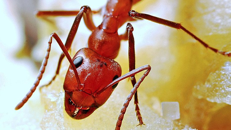 La increíble manera en que las hormigas rojas se salvan de Harvey en EE.UU. (VIDEO, FOTO)