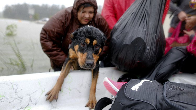 Solos ante el desastre: Conmovedoras imágenes del rescate de mascotas afectadas por el Harvey