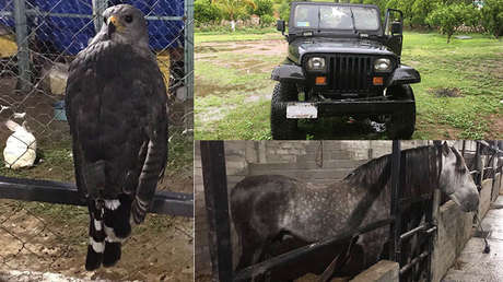 México: Descubren un exótico zoológico propiedad de un integrante del cartel de la droga 'Los Rojos'