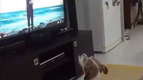 Este perrito tiene una verdadera adicción a la canción 'Despacito' 