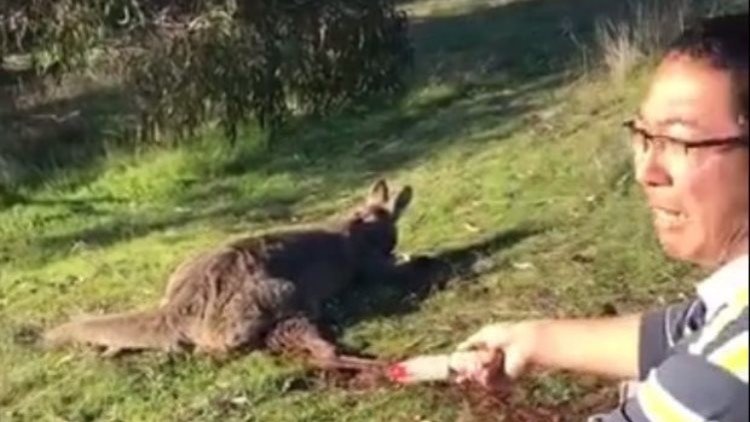 Presentan cargos en Australia contra el hombre que degolló a un canguro (ABERRANTE VIDEO)