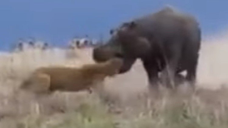 Una leona casi pierde la cabeza por un hipopótamo