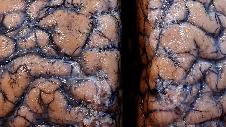 Hallan colonias de 'cerebros babosos' en una laguna citadina de Canadá (VIDEO INQUIETANTE)