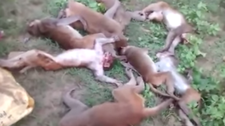Video: Revelan la causa de la muerte masiva de monos en un bosque de la India