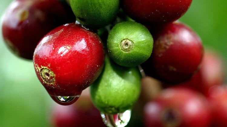 América Latina perderá la mayoría de sus plantaciones de café para 2050