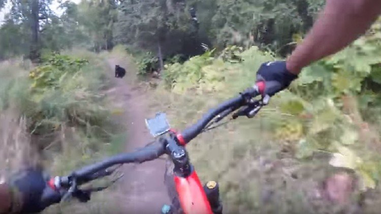 Pasea en bicicleta por el monte y se topa de frente con un oso 