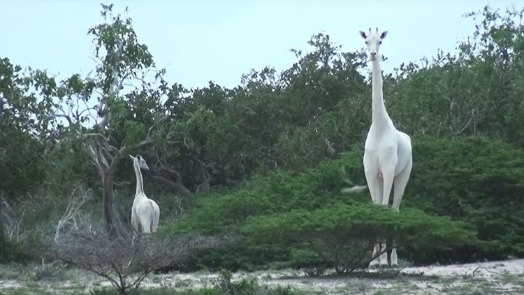 VIDEO: Filman por primera vez unas jirafas blancas extremadamente raras en Kenia