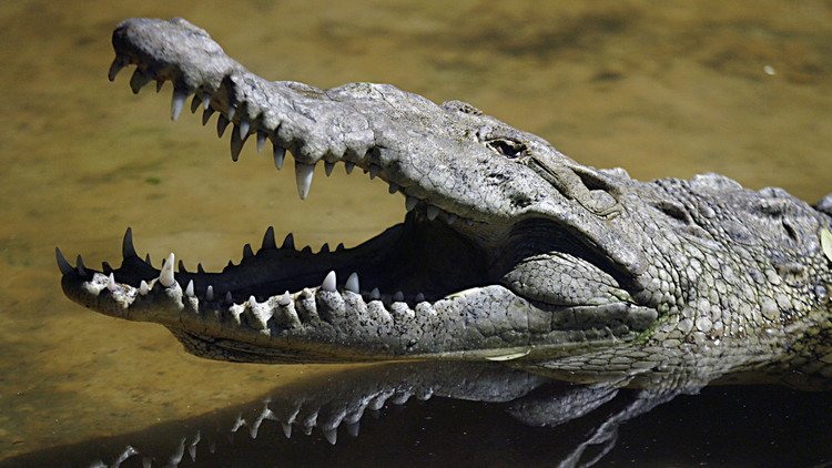 Un cocodrilo mata a un periodista británico mientras se lavaba las manos en una laguna