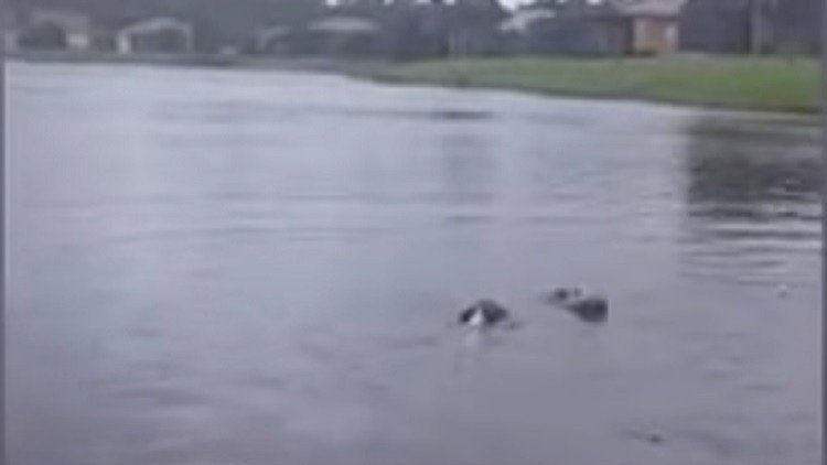 Un perrito se baña tranquilo en un lago sin saber que tiene un caimán al lado