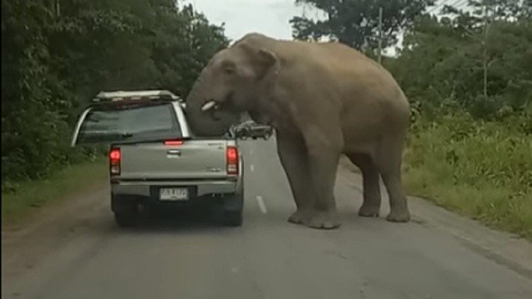 Un hambriento elefante arranca el techo de un coche en busca de comida