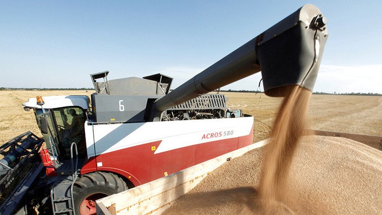 El trigo ruso conquista nuevos mercados internacionales, entre ellos América Latina