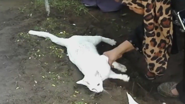 Un gato se niega a abandonar una tumba e incluso intenta cavarla 