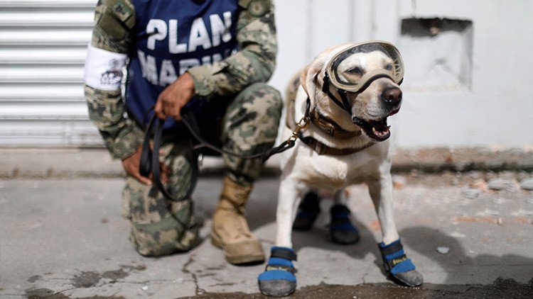 FOTOS: Conozca a los héroes caninos que rescatan a sobrevivientes del terremoto en México