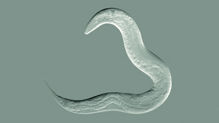 Científicos revelan cómo un gusano asexuado logró sobrevivir 18 millones de años