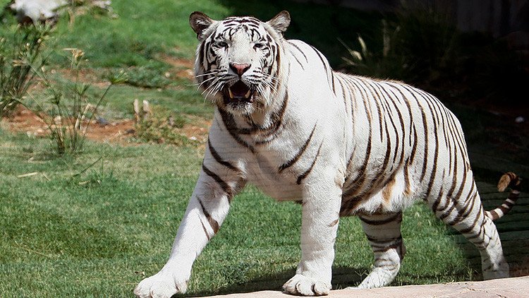 Tigres de Bengala matan a un tigre blanco por un descuido en un zoo de India