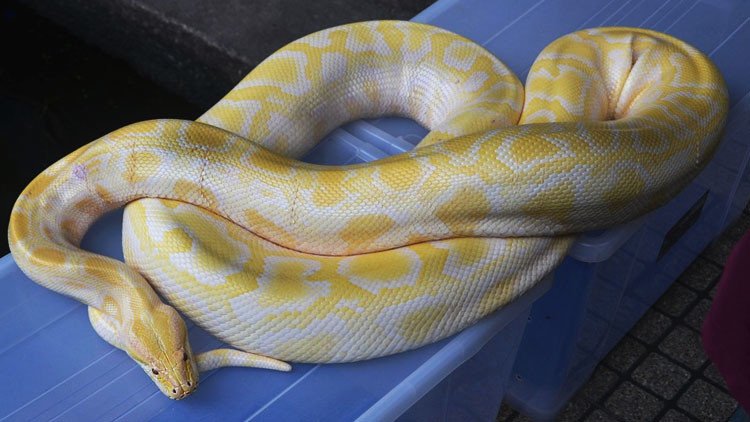 La enigmática muerte de un hombre hallado con "lesiones graves" junto a su serpiente pitón