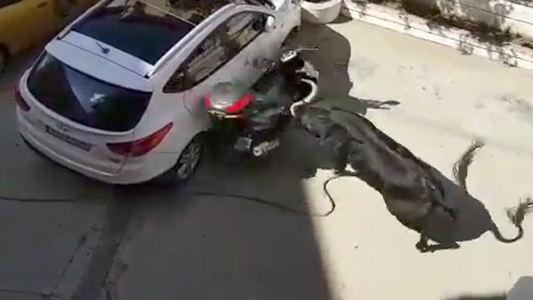 Un toro destroza una moto durante una fiesta popular en España (Video)