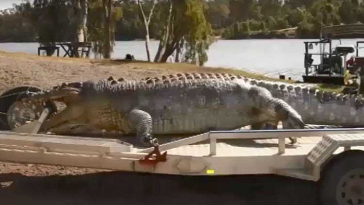 La muerte de un cocodrilo amenaza con desatar una guerra por el poder en Australia