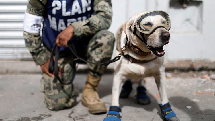 Un grupo animalista se convierte en objeto de críticas durante los rescates en México (Fotos)