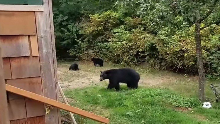 La cortesía gana: un canadiense educado persuade a una familia de osos para que abandone su patio