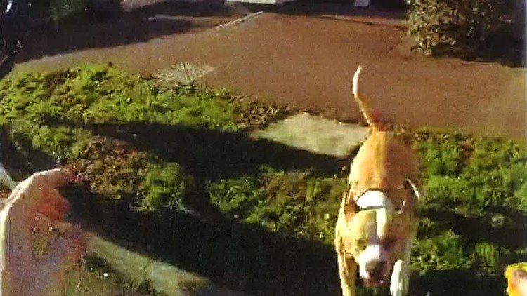 Un perro fuera de control ataca a un agente durante un operativo antidrogas (VIDEO)
