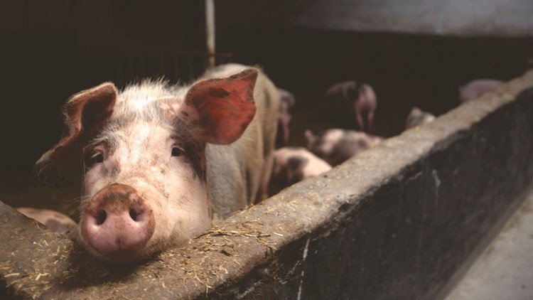 VIDEOS, FOTOS: Encuentran cerdos mutantes en una granja en Camboya 