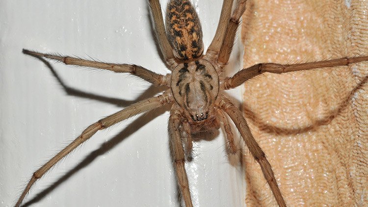 Reino Unido se prepara para una invasión de arañas gigantes