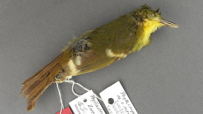 El 'mítico' pájaro cantor que puede no haber existido nunca