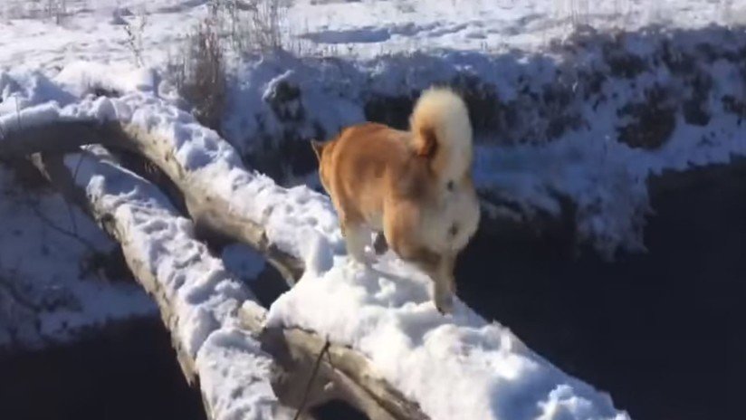 El video viral de un perro que "fracasa" al cruzar un puente arrasa en Internet