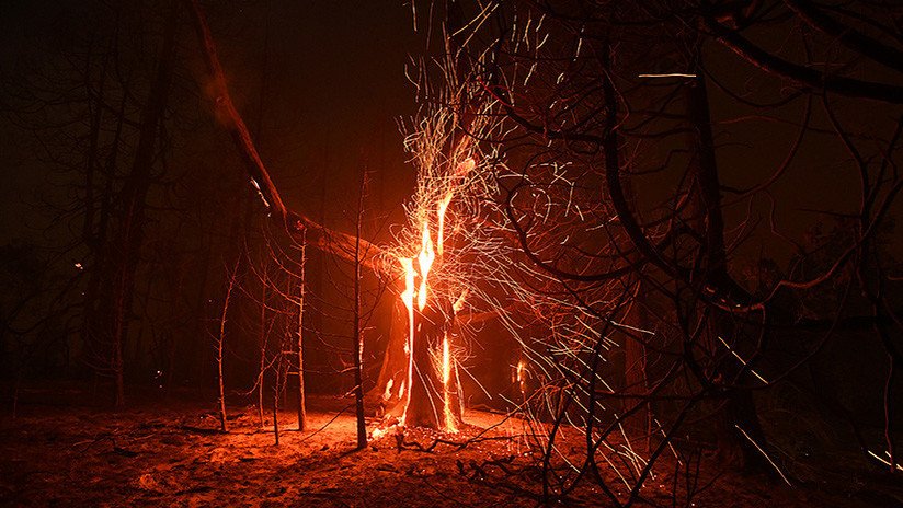 Graban el árbol que arde solo por dentro (VIDEO)