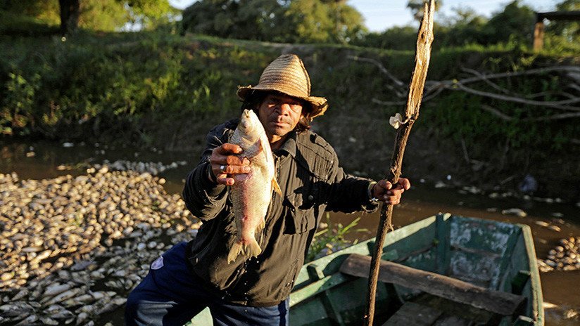 VIDEO: Miles de peces muertos cubren la superficie de un río en Paraguay 