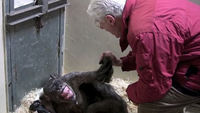 Un amor que resucita: Una chimpancé al borde de la muerte reconoce a su cuidador (VIDEO)