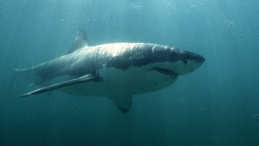 "Era como en las películas": Una joven se salva de ser devorada por un gran tiburón blanco