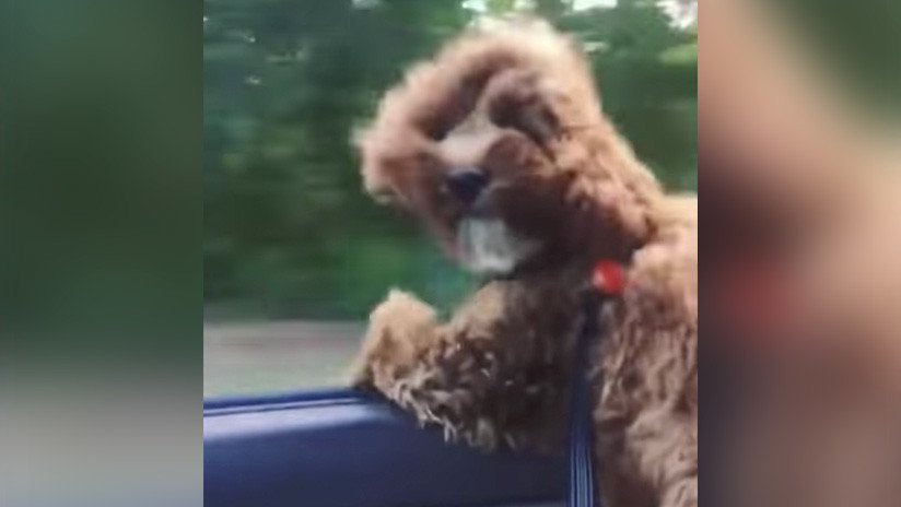 ¡Que la Fuerza te acompañe! Perro 'Chewbacca' desafía el viento (Video)