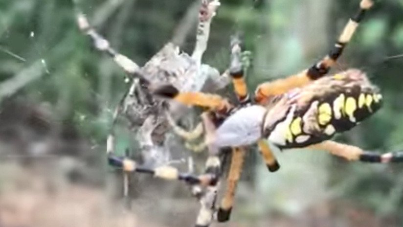 ¿La empaca para llevar? Araña ataca de forma sorprendente a una rana atrapada en su red (VIDEO)