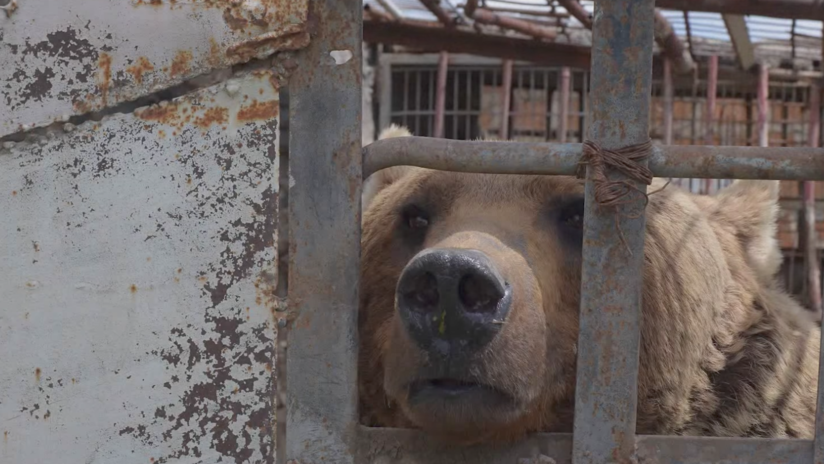 No son juguetes: una ONG quiere salvar a los osos enjaulados en Armenia (FOTO, VIDEO)