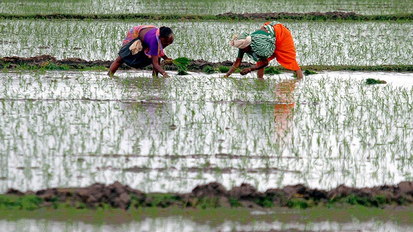 Un nuevo arroz permitiría alimentar a 200 millones de personas más en China