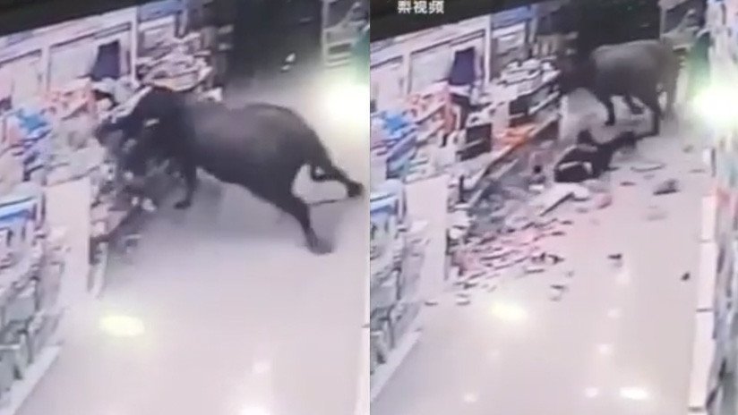 Un búfalo ataca a una embarazada en un supermercado en China (Fuerte video)