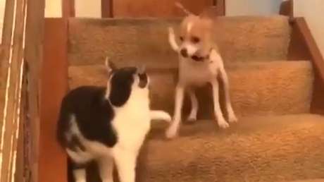 Este gato presionó accidentalmente el 'botón turbo' de un perro