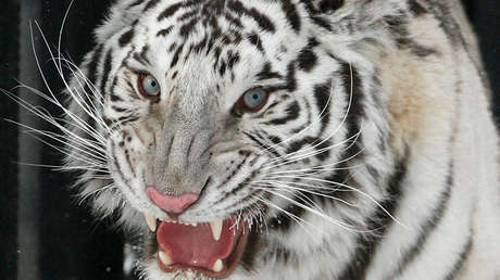 Dos cachorros de tigre blanco matan a un cuidador de animales en India
