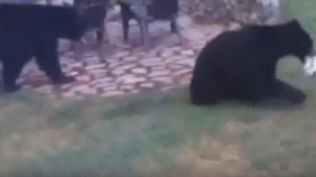 Dos osos se cuelan en un jardín para 'jugar al fútbol'