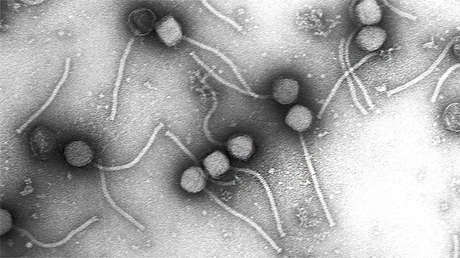 Este centenario 'devorador de bacterias' podría 'jubilar' a los antibióticos 