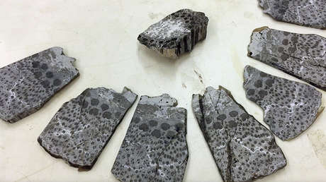 Antiguos y gigantes: encuentran en China los restos de 'árboles-seta'  prehistóricos - RT