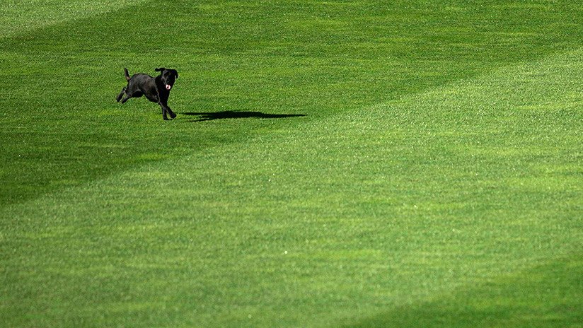'El jugador del partido': Un perro policía se mete en el campo de juego y se roba toda la atención