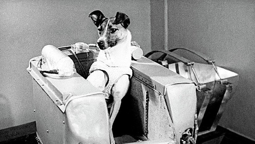 Laika, a 60 años del sacrificio de la perra que fue pionera de la carrera espacial
